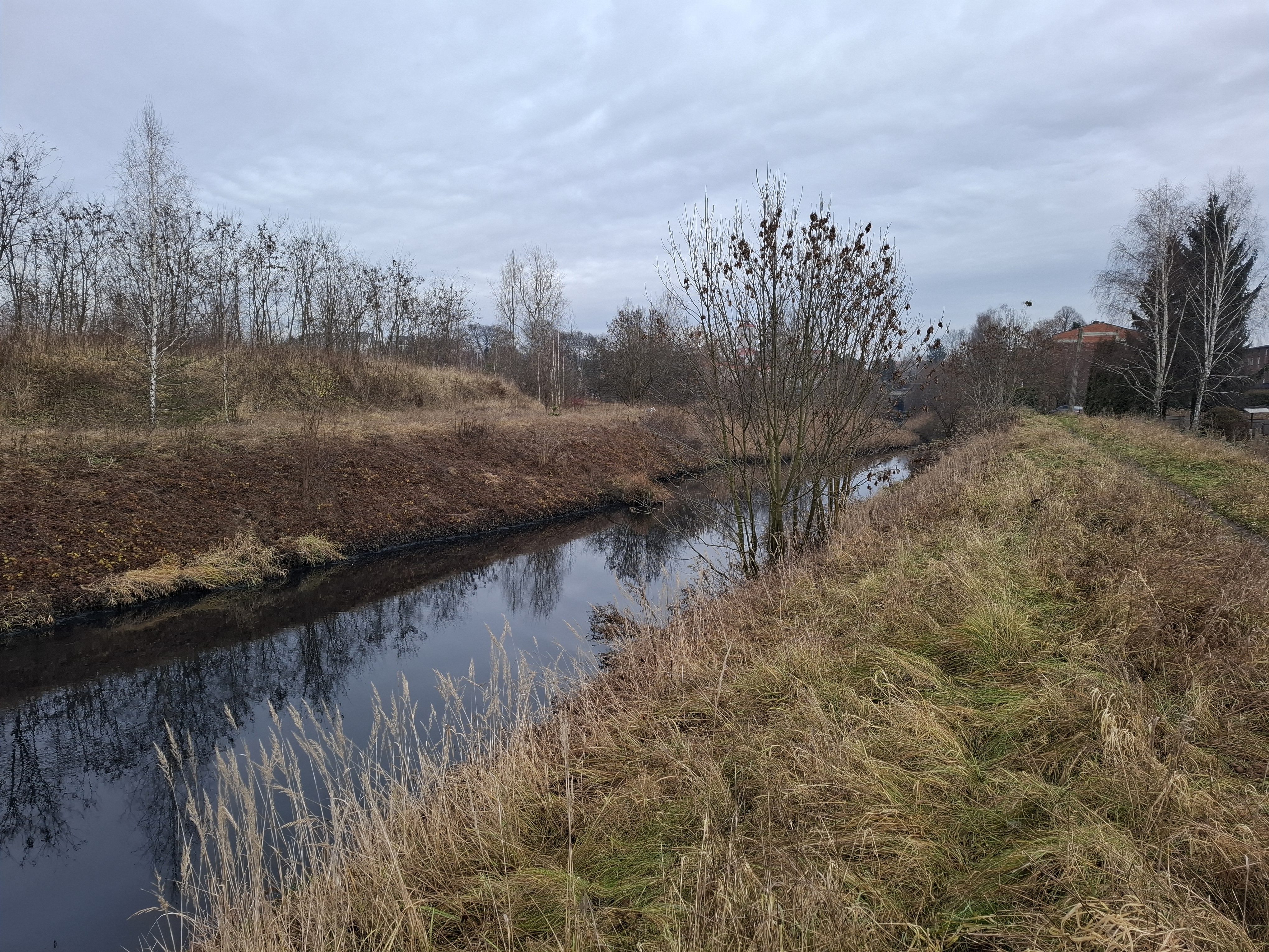Fot. 2. Szarlejka w Piekarach Śląskich (fot. M. Rzętała).