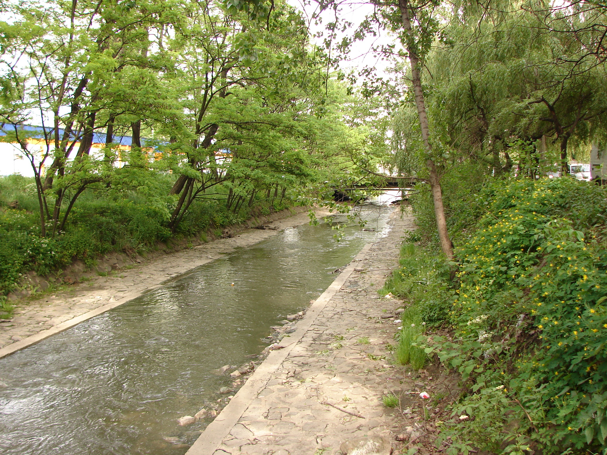 Fot. 4. Rawa przy ul. Moniuszki w Katowicach (fot. R. Machowski).