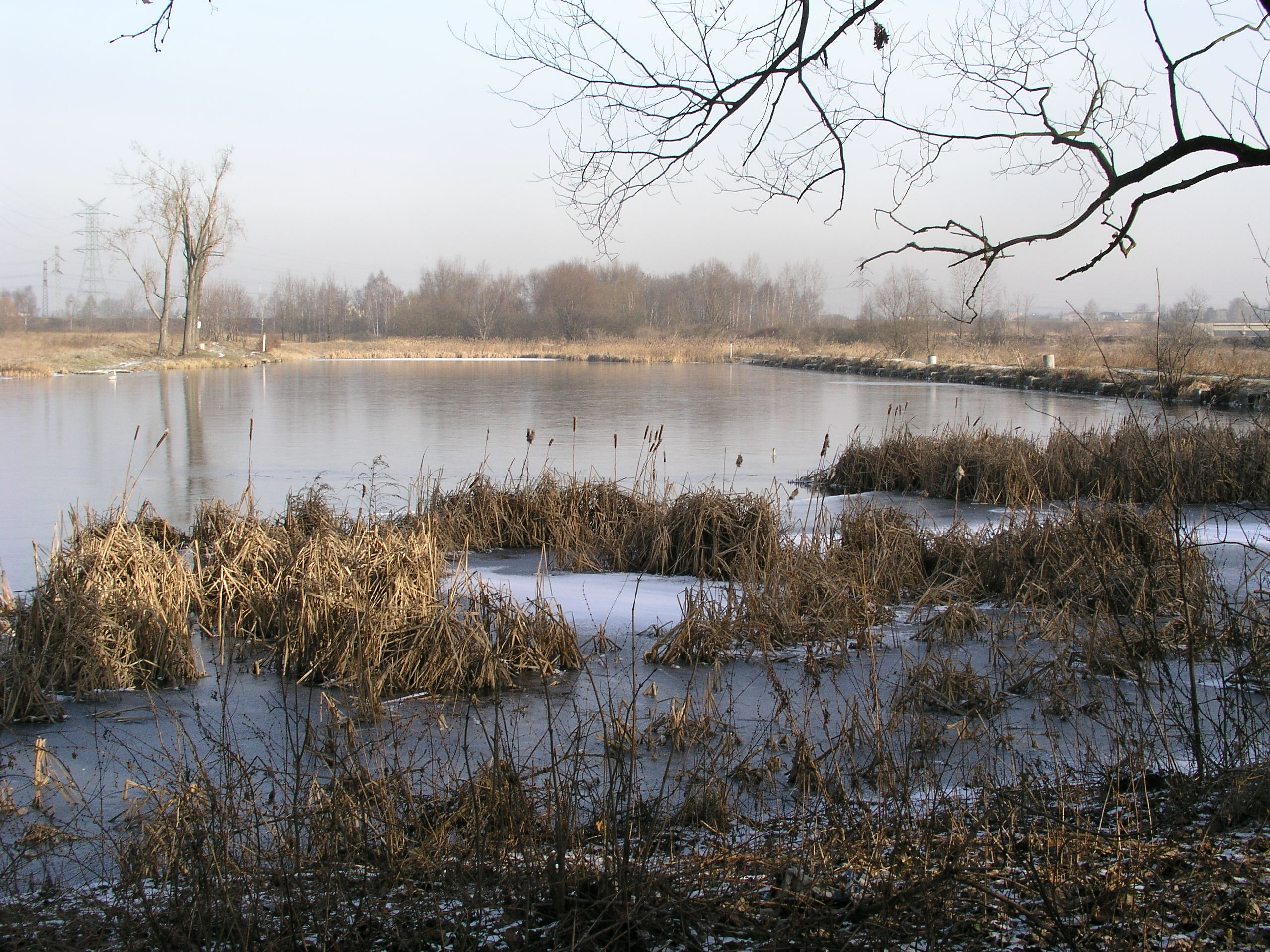 Fot. 11. Staw Przetok w Czeladzi (fot. M. Rzętała).